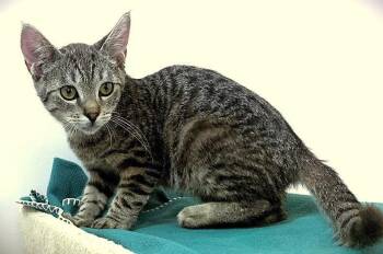 Kitten Pepito -  Domestic Short Hair Cat for Adoption in Seal Beach, California - Kitten Pepito | PetCurious