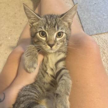 Ivan -  Domestic Short Hair Cat for Adoption in Richmond, Virginia - Ivan | PetCurious