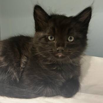 Domestic Medium Hair Cats Available for Adoption in Chattanooga, Tennessee - Head & Shoulders 3-in-1 | PetCurious