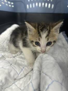 Kirby -  Domestic Short Hair Cat for Adoption in Gainesville, Florida - Kirby | PetCurious
