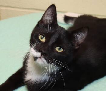 Dexter -  Tuxedo Cat for Adoption in Euclid, Ohio - Dexter | PetCurious