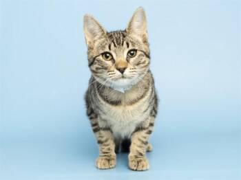 POE -  Domestic Short Hair Cat for Adoption in Phoenix, Arizona - POE | PetCurious
