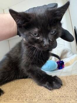 Junimo (pink collar) -  Domestic Short Hair Cat for Adoption in Fairfax, Virginia - Junimo (pink Collar) | PetCurious