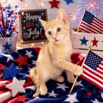 Grill 26-0372 -  Domestic Short Hair Cat for Adoption in Yanceyville, North Carolina - Grill 26-0372 | PetCurious