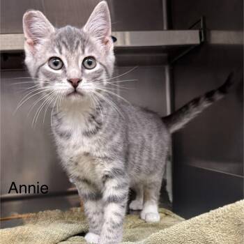 Rescue Domestic Short Hair Cats for Adoption in Ulster, Pennsylvania - Annie | PetCurious