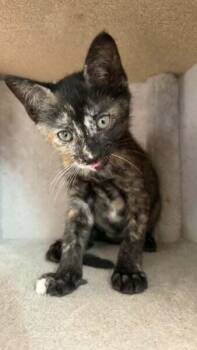 Turtle 2 -  Domestic Short Hair Cat for Adoption in Tucson, Arizona - Turtle 2 | PetCurious
