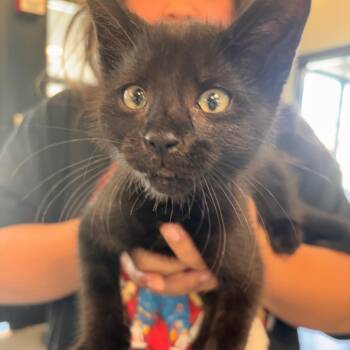 Ralphie -  Domestic Short Hair Cat for Adoption in Allentown, Pennsylvania - Ralphie | PetCurious