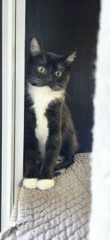 Stella -  Domestic Short Hair Cat for Adoption in Sainte-martine, Quebec - Stella | PetCurious