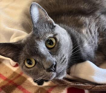 Wolfie -  Domestic Short Hair and Russian Blue Cat for Adoption in Villa Park, California - Wolfie | PetCurious