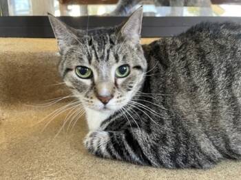 Rescue Domestic Short Hair Cats for Adoption in Lewisville, Texas - Kitty | PetCurious