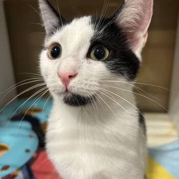 Rescue Domestic Short Hair Cats for Adoption in Rossville, Georgia - Chip | PetCurious