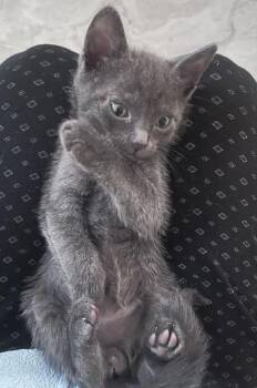 EMORY -  Domestic Short Hair Cat for Adoption in Camarillo, California - EMORY | PetCurious