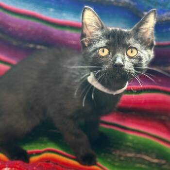Fi -  Domestic Short Hair Cat for Adoption in Matteson, Illinois - Fi | PetCurious