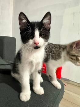 Rescue Domestic Short Hair Cats for Adoption in Hamilton, Ohio - Min | PetCurious