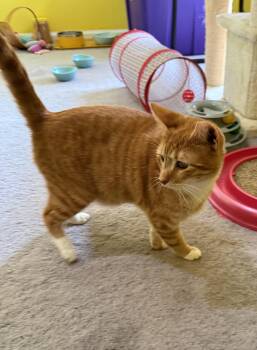 Mickey -  Domestic Short Hair Cat for Adoption in Clayton, North Carolina - Mickey | PetCurious