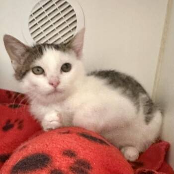 Dilly Dally (Bonded with Poliwag) -  Domestic Short Hair Cat for Adoption in Reisterstown, Maryland - Dilly Dally (Bonded With Poliwag) | PetCurious