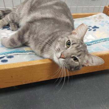Rescue Domestic Short Hair Cats for Adoption in Williamsport, Pennsylvania - Stormy | PetCurious