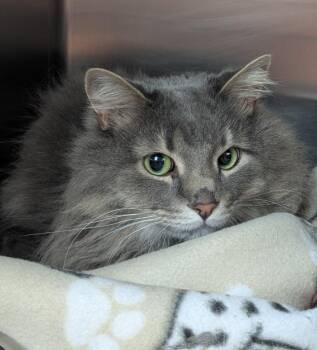 Heinrey -  Domestic Long Hair Cat for Adoption in Logan, Utah - Heinrey | PetCurious