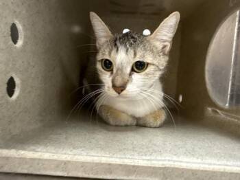 A1924856 -  Domestic Short Hair Cat for Adoption in Thousand Palms, California - A1924856 | PetCurious