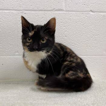 Domestic Short Hair Cats Available for Adoption - SVAS-Stray-38437 | PetCurious