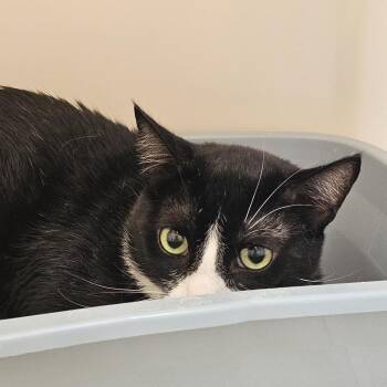 Brodie -  Domestic Short Hair Cat for Adoption in Burlington, Ontario - Brodie | PetCurious