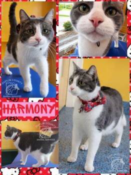 HARMONY -  Domestic Short Hair Cat for Adoption in Kenansville, North Carolina - HARMONY | PetCurious