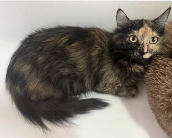 Patches Lara -  Tortoiseshell and Domestic Long Hair Cat for Adoption in Chandler, Arizona - Patches Lara | PetCurious