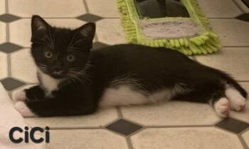 Rescue Domestic Short Hair Cats for Adoption in Cleveland, Ohio - CiCi | PetCurious