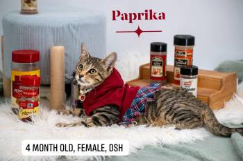 Paprika -  Domestic Short Hair Cat for Adoption in Sevierville, Tennessee - Paprika | PetCurious
