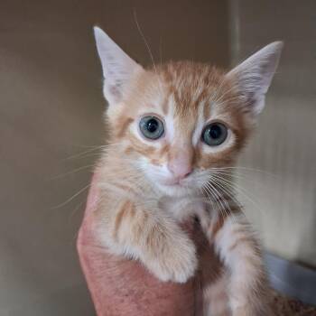 Whiskey -  Domestic Short Hair Cat for Adoption in Gautier, Mississippi - Whiskey | PetCurious