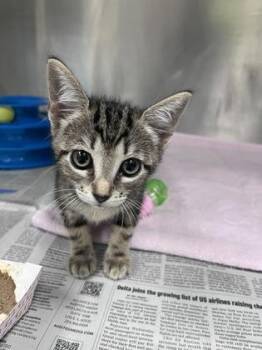 Mary-Ann -  Domestic Short Hair Cat for Adoption in Largo, Florida - Mary-Ann | PetCurious