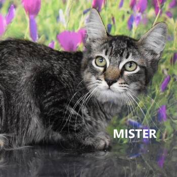 Mister -  Domestic Short Hair Cat for Adoption in Yuma, Arizona - Mister | PetCurious