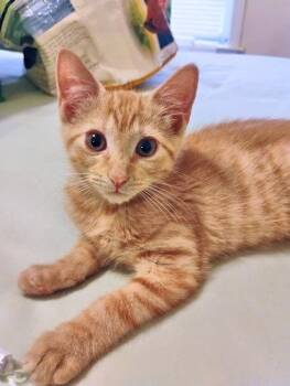 Kaleb -  Tabby Cat for Adoption in Rutherfordton, North Carolina - Kaleb | PetCurious