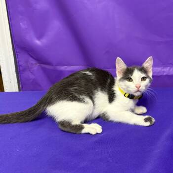 Bust -  Domestic Short Hair Cat for Adoption in North Myrtle Beach, South Carolina - Bust | PetCurious