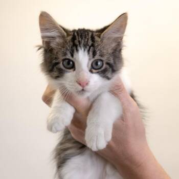 Salem -  Domestic Short Hair Cat for Adoption in Buffalo, Minnesota - Salem | PetCurious