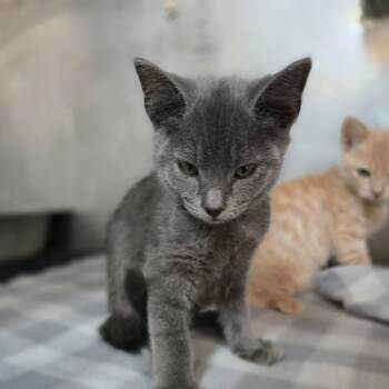 Catrick Swayze -  Domestic Short Hair Cat for Adoption in San Jacinto, California - Catrick Swayze | PetCurious