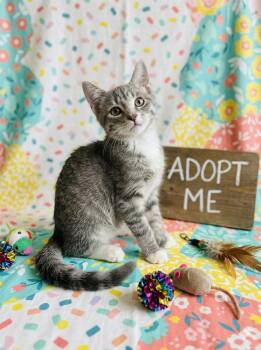 Juniper - Playful kitten -  Domestic Short Hair Cat for Adoption in Muskego, Wisconsin - Juniper - Playful Kitten | PetCurious