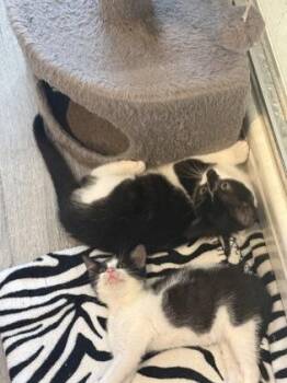 Theodora -  Domestic Short Hair Cat for Adoption in East Amwell Township, New Jersey - Theodora | PetCurious