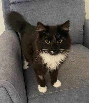 Domestic Short Hair Cats Available for Adoption in Garner, North Carolina - Yang | PetCurious