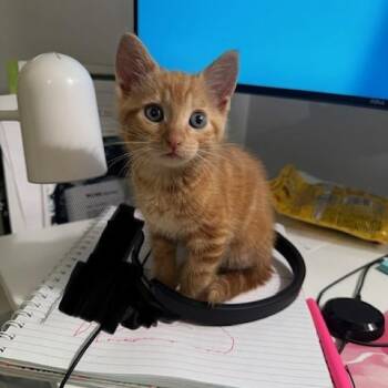 Charlotte -  Domestic Short Hair Cat for Adoption in Maitland, Florida - Charlotte | PetCurious