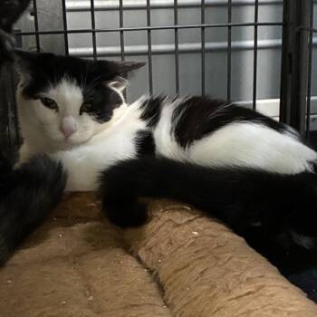 Star -  Domestic Short Hair Cat for Adoption in Columbus, North Carolina - Star | PetCurious