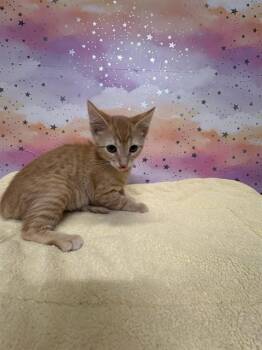 CHITO RIVERA -  Domestic Medium Hair Cat for Adoption in Modesto, California - CHITO RIVERA | PetCurious