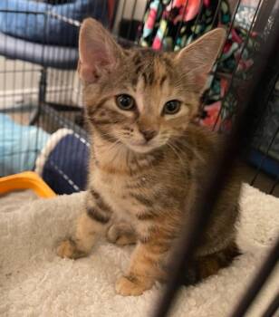 Cinnamon -  Tabby Cat for Adoption in San Antonio, Texas - Cinnamon | PetCurious