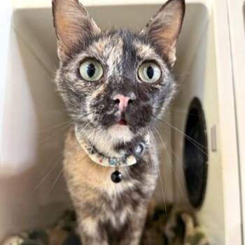 DUMPLIN -  Tortoiseshell Cat for Adoption in Fernandina Beach, Florida - DUMPLIN | PetCurious