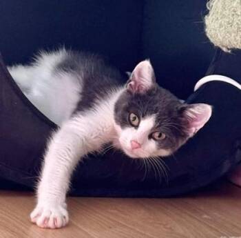 Jigs -  Domestic Short Hair Cat for Adoption in Vaughan, Ontario - Jigs | PetCurious