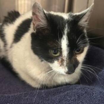 Domestic Medium Hair Cats Available for Adoption - Wooder | PetCurious