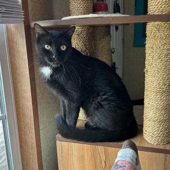 Wimbledon -  Domestic Short Hair Cat for Adoption in Peru, Illinois - Wimbledon | PetCurious
