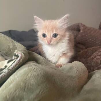 Domestic Short Hair Cats Available for Adoption in Columbia, South Carolina - Vita | PetCurious