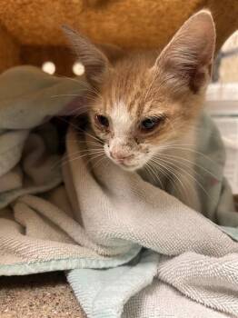 CHESTER -  Domestic Short Hair Cat for Adoption in Riverside, California - CHESTER | PetCurious
