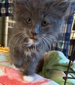 Edge -  Domestic Medium Hair Cat for Adoption in Greencastle, Indiana - Edge | PetCurious